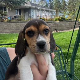 Smoky - Black white and tan male Beagle puppy in St. Cloud, Minnesota from Beagle Blessings