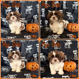 Nougat (Moo Belle) - Red and white female Shih Tzu puppy in Yelm, Washington from Lala's All Star Shih Tzu