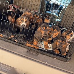 Basset Hound Puppies from Blessed Bassets