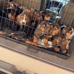 Basset Hound Puppies from Blessed Bassets