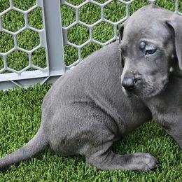 Pink - Blue Great Dane puppy in Garner, North Carolina from Gentle Giant Danes, LLC