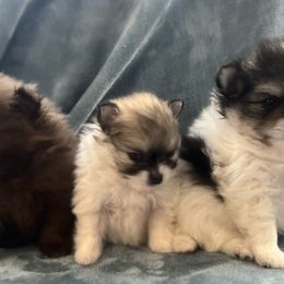 Pomeranians from Perkins Poms