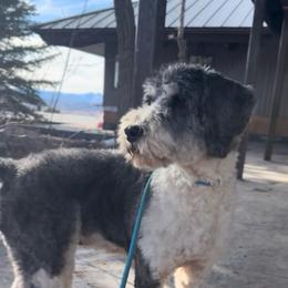 Bea - Bernedoodle
