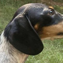 Stitch - Dachshund