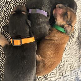 Dachshund puppies from Griffith’s Gorgeous Dachshunds