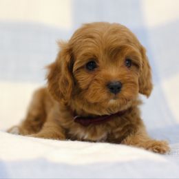 Satin - Red female Cavapoo puppy in Queen Creek, Arizona from Dulcito Doodles