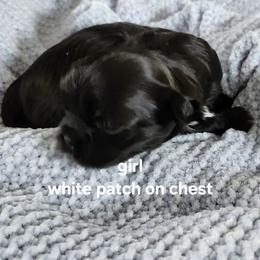 Cricket - Black and white female Shih Tzu puppy in El Dorado, Arkansas from Bowden Farm
