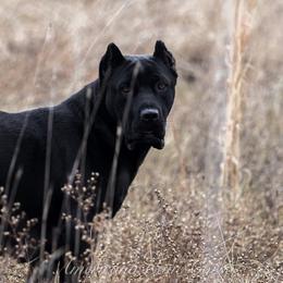 Black Betty - Cane Corso