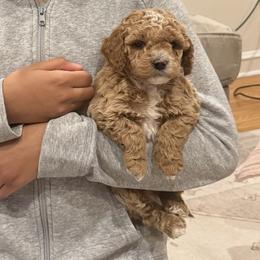 Apricot Boy - Red male Cockapoo puppy in Birdsboro, Pennsylvania from Cooper Family Cockapoos