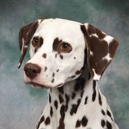 Lindi - Dalmatian