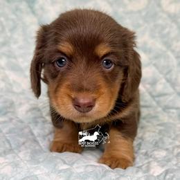 Coco AKC - Chocolate and tan female Dachshund puppy in South Easton, Massachusetts from Depot Dachsies