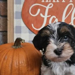 Havanese from Mead's Havanese