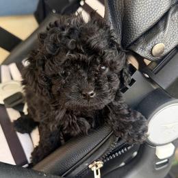 Poodle Puppies from Tiny Toy Poodles