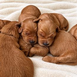 Female 6 - Dark golden female Golden Retriever puppy in Rainier, Washington from Hanson’s NW Goldens & Doodles