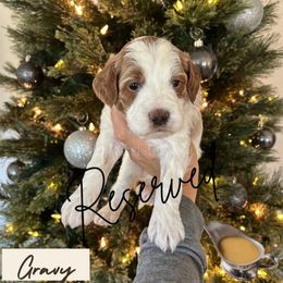 Gravy - Parti male Goldendoodle puppy in Aubrey, Texas from The Parrish Doods