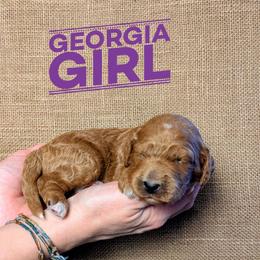 Georgia - Red  female Goldendoodle puppy in Cambridge, Minnesota from Country Meadow Doodles