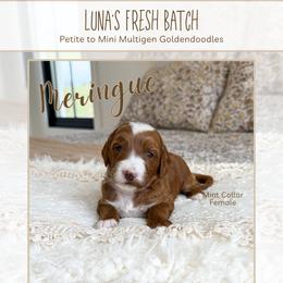 Meringue - Red  female Goldendoodle puppy in Bell Buckle, Tennessee from Precious Puptown Doodles