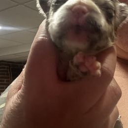 French Bulldog Puppies from Funny Farm Boston's & French Bulldog's