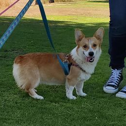 Sophie - Pembroke Welsh Corgi