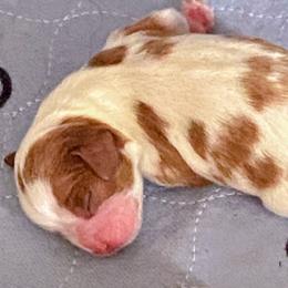 Jessica - Blenheim female Cavalier King Charles Spaniel puppy in Toledo, Ohio from Hopewell Cavaliers