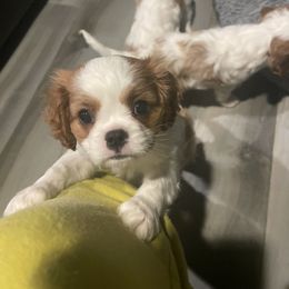 Cavalier King Charles Spaniel Puppies from Buck Creek