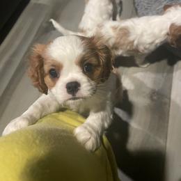 Cavalier King Charles Spaniel Puppies from Buck Creek