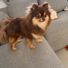 Nala - Pomeranian
