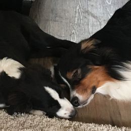 Australian Shepherds from Sunrock Kennel