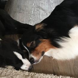 Australian Shepherds from Sunrock Kennel
