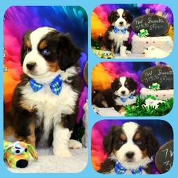 Bugatti - Black tri male Toy Australian Shepherd puppy in Levelland, Texas from Once Upon a Time Aussies