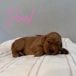 Pearl - Dark golden female Golden Retriever puppy in Victorville, California from Martinez Goldens