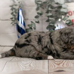 Rainier - Stunning Merle - Blue merle male Bernedoodle puppy in Eureka, Illinois from Joley Aire Family Dogs