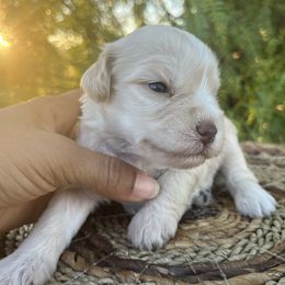 Cersei - Wheaten female Miniature Schnauzer puppy in Menifee, California from Moonshine’s Minis
