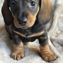 Wild boar Wire Boy - Wild  boar and tan male Dachshund puppy in Fieldbrook, California from Honeydox Miniature Dachshunds