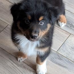 Crescendo - Black tri-color male Australian Shepherd puppy in Fultonville, New York from Sandy Aussies & Pomeranians