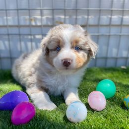 Ruger - Red merle Australian Shepherd puppy in Buckeye, Arizona from Wranglin Aussies