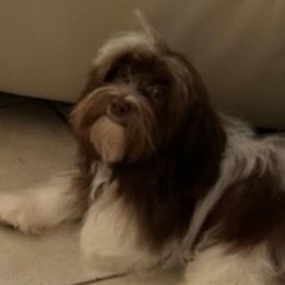 Rikki - Havanese