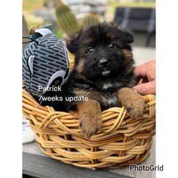 Patrick - Black and red male German Shepherd puppy in Hesperia, California from Von Geesa