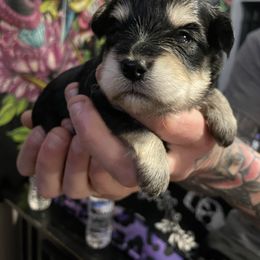 Male 2 - Black and silver male Miniature Schnauzer puppy in Lowell, North Carolina from Prestigious Schnuazers