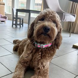 Lulu - Goldendoodle