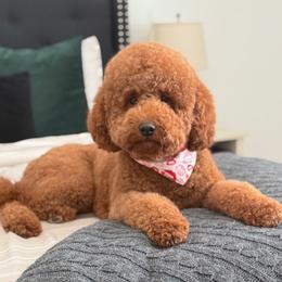 Rosie - Goldendoodle