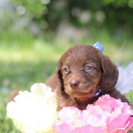 Dachshund Puppies from MNE Miniature Dachshunds
