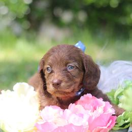 Dachshund Puppies from MNE Miniature Dachshunds