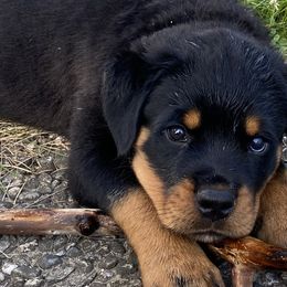 Boy 1 - Rottweiler puppy in Eaton Rapids, Michigan from The Rottweiler Haus