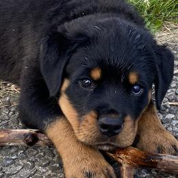 Boy 1 - Rottweiler puppy in Eaton Rapids, Michigan from The Rottweiler Haus