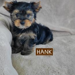 Hank - Black and gold male Yorkshire Terrier puppy in Middleton, Idaho from Rocky Mountain Yorkies