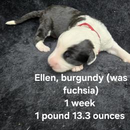 Ellen - Gray and white female Old English Sheepdog puppy in Sutherlin, Oregon from Sapphire Eyes Sheepdogs