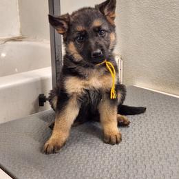 Yasmine - Black and tan female German Shepherd puppy in Whitewater, California from Vom Haus Metzler Shepherds