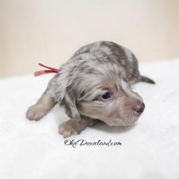 Malakai - Fawn (isabella) and cream male Dachshund puppy in Oklahoma City, Oklahoma from OkieDoxieland Dachshunds