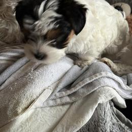 Elle - Parti female Yorkshire Terrier puppy in Mc Kinney, Texas from Dallas Parti Yorkies